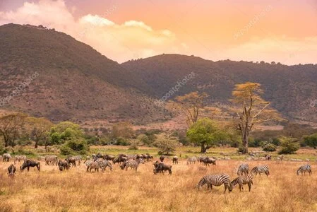 Wide plain with grazing herd under dramatic sky