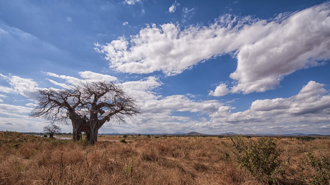 Lion standing in golden Kenyan savannah at sunrise