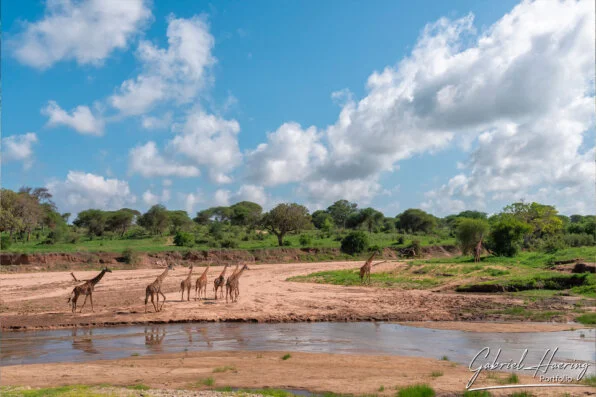 Group of giraffes walking along the river in the green landscape of Tarangire National Park Tanzania