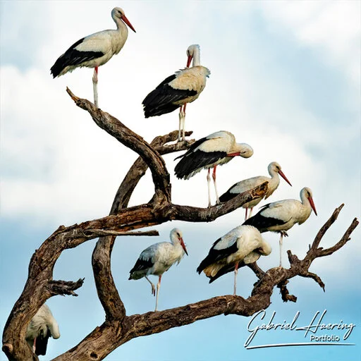 White storks gathered on a dead tree against a cloudy African sky