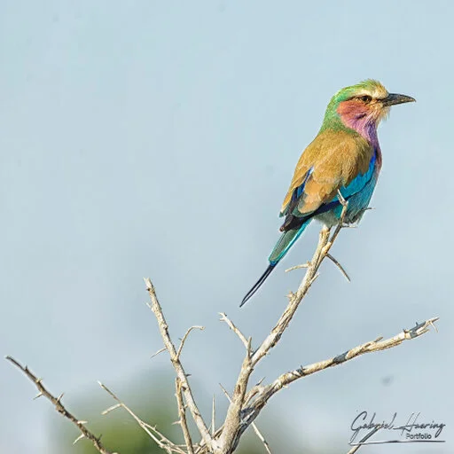 Lilac-breasted roller perched on a thorn branch in Chobe, Botswana