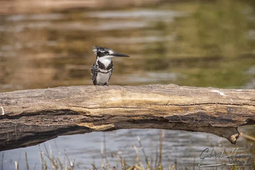 Pied kingfisher resting on a fallen tree trunk above calm water in Chobe