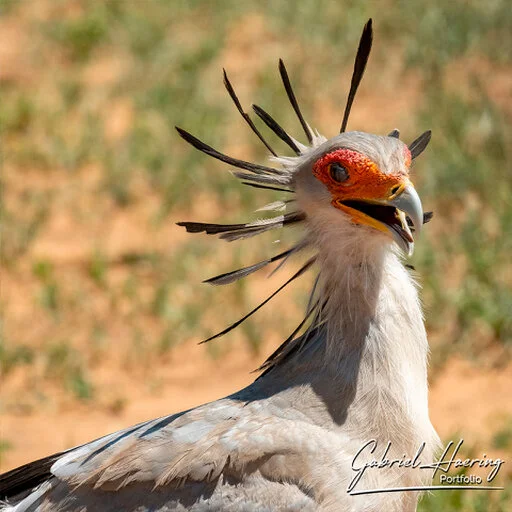 Secretary bird portrait with open beak and crest feathers in warm African light