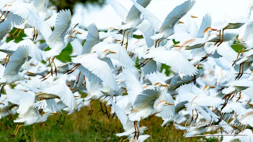 Flock of white egrets taking off in Tarangire National Park, Tanzania