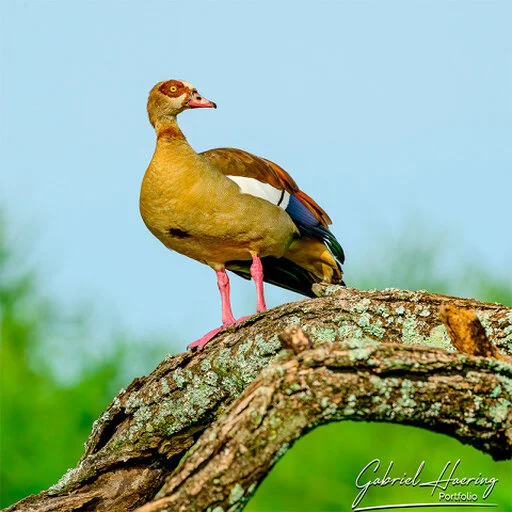 Egyptian goose standing on a fallen branch during the green season in Tarangire