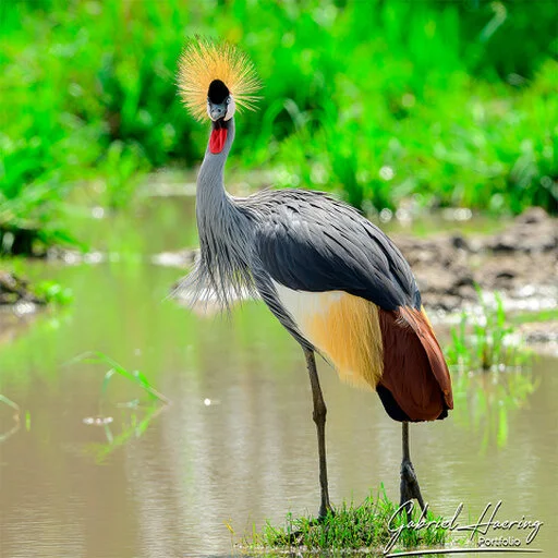 Grey crowned crane standing in shallow green wetland habitat in Tanzania