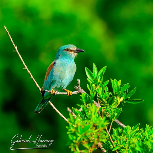 Blue roller perched on fresh green vegetation in Tarangire National Park