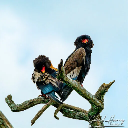 Pair of bateleur eagles perched together on a dry branch in Tanzania
