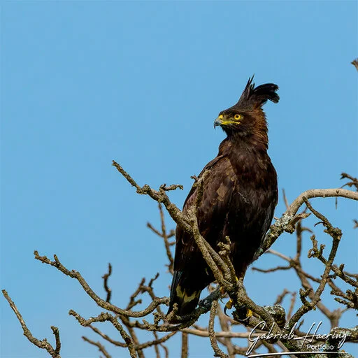Long-crested eagle perched among bare branches against a clear blue sky