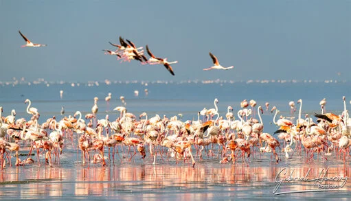 Lesser flamingos wading and flying over the shallow waters of Lake Natron