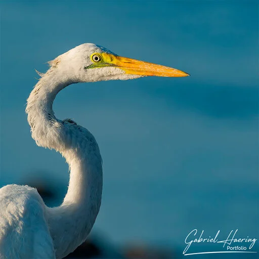 Close portrait of a great egret with yellow bill against soft blue water