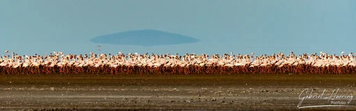Line of lesser flamingos standing on the shoreline of Lake Natron, Tanzania