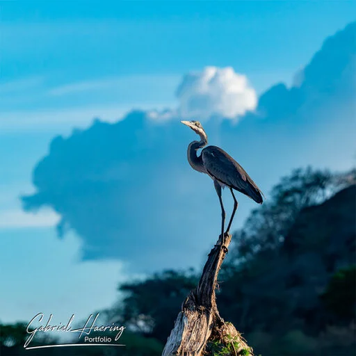Heron perched on a dead tree stump against a dramatic blue African sky