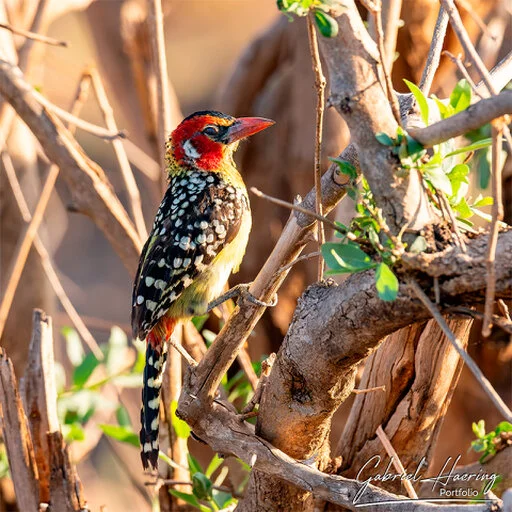 Red-and-yellow barbet perched among dry branches in Mkomazi National Park, Tanzania