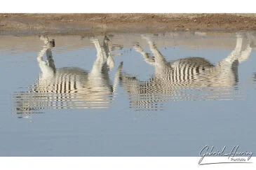 African Zebras by Gabriel Haering