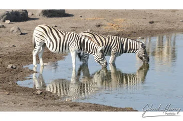 African Zebras by Gabriel Haering