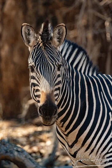 African Zebras by Gabriel Haering