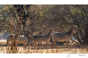 African Zebras by Gabriel Haering