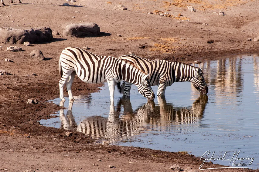 Two African zebras drinking at a waterhole, with their striped bodies reflected in the calm water.