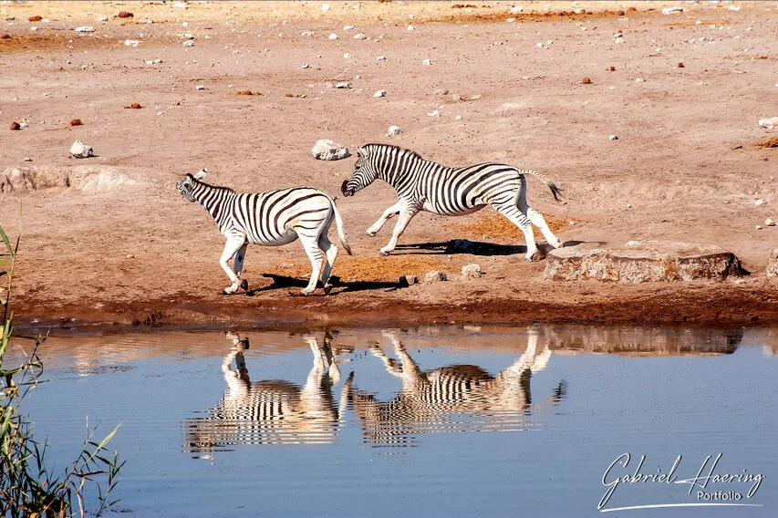Two zebras walking beside a waterhole, their reflections creating a graphic pattern in the blue water.