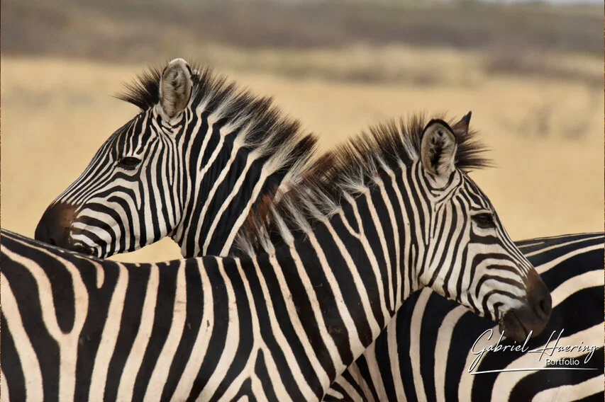 Close composition of zebras in Tarangire National Park, where overlapping bodies create a strong abstract pattern of stripes.