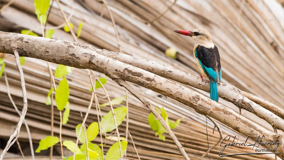 Colorful kingfisher perched among pale branches in Nyerere National Park, Tanzania.