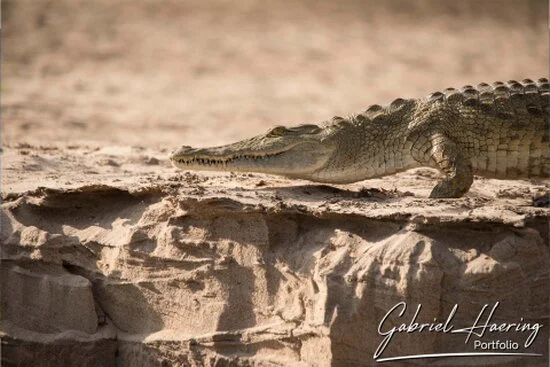 Nile crocodile resting on a sandy riverbank in Nyerere National Park, Tanzania.