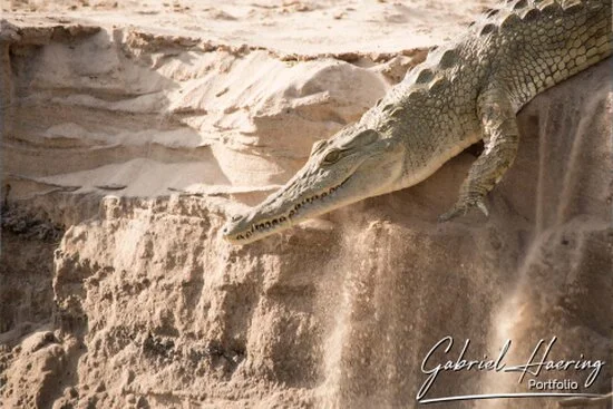 Nile crocodile moving down a sandy riverbank with falling sand in Nyerere National Park, Tanzania.