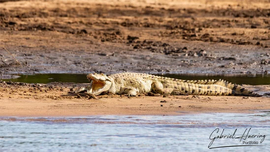 Nile crocodile beside shallow water on a sandy bank in Nyerere National Park, Tanzania.