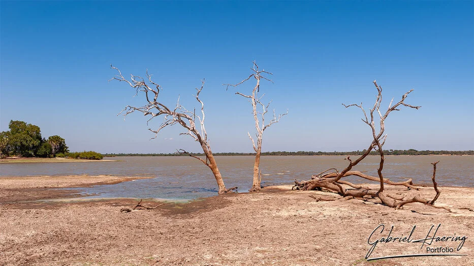 Sandy riverbank with bare trees beside the Rufiji River in Nyerere National Park, Tanzania.
