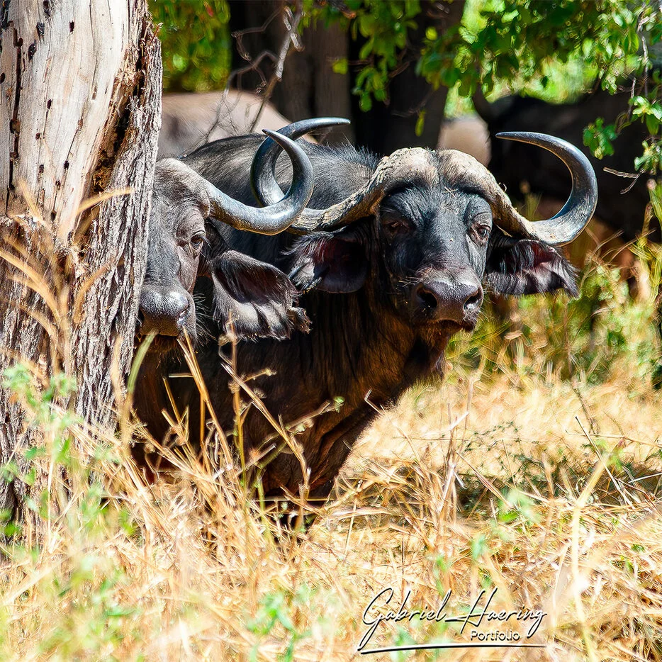 African buffalo watching from shaded woodland in Ruaha National Park Tanzania