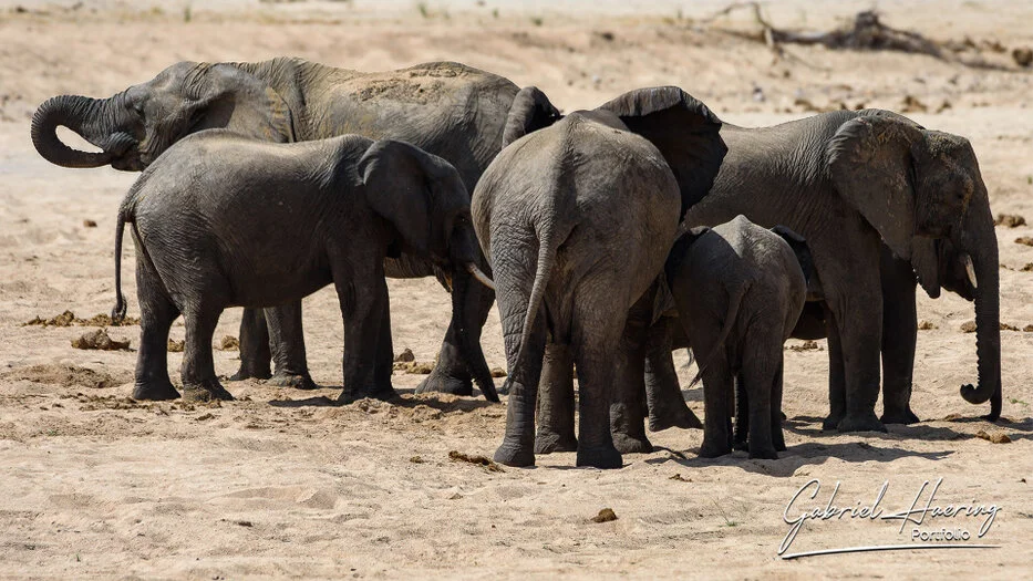 Elephant family gathering on dry ground in Ruaha National Park Tanzania
