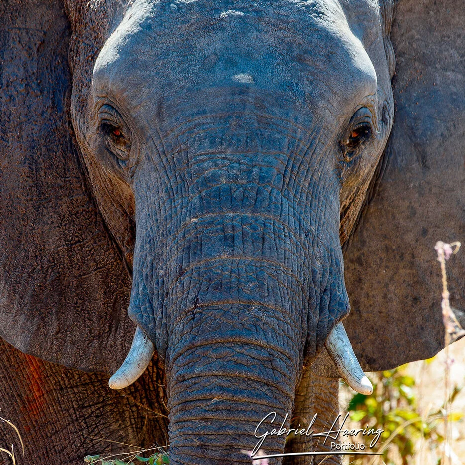 Close portrait of an African elephant with textured skin in Ruaha National Park Tanzania