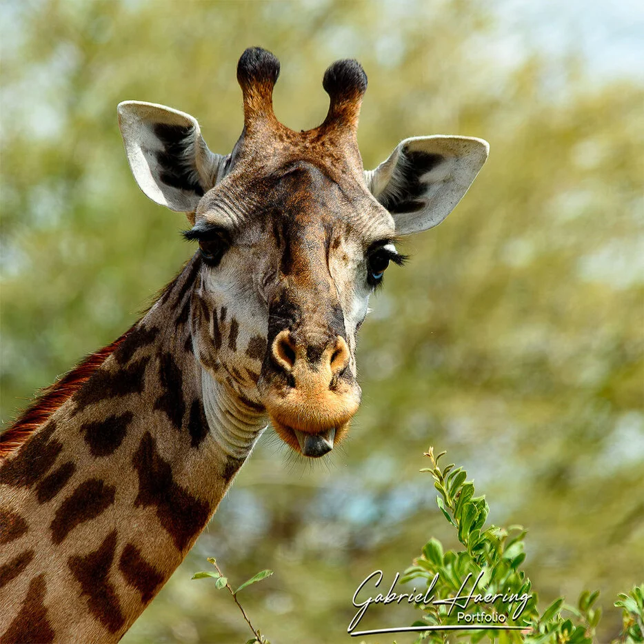 park_grid<br />Giraffe portrait framed by soft green background in Ruaha National Park Tanzania