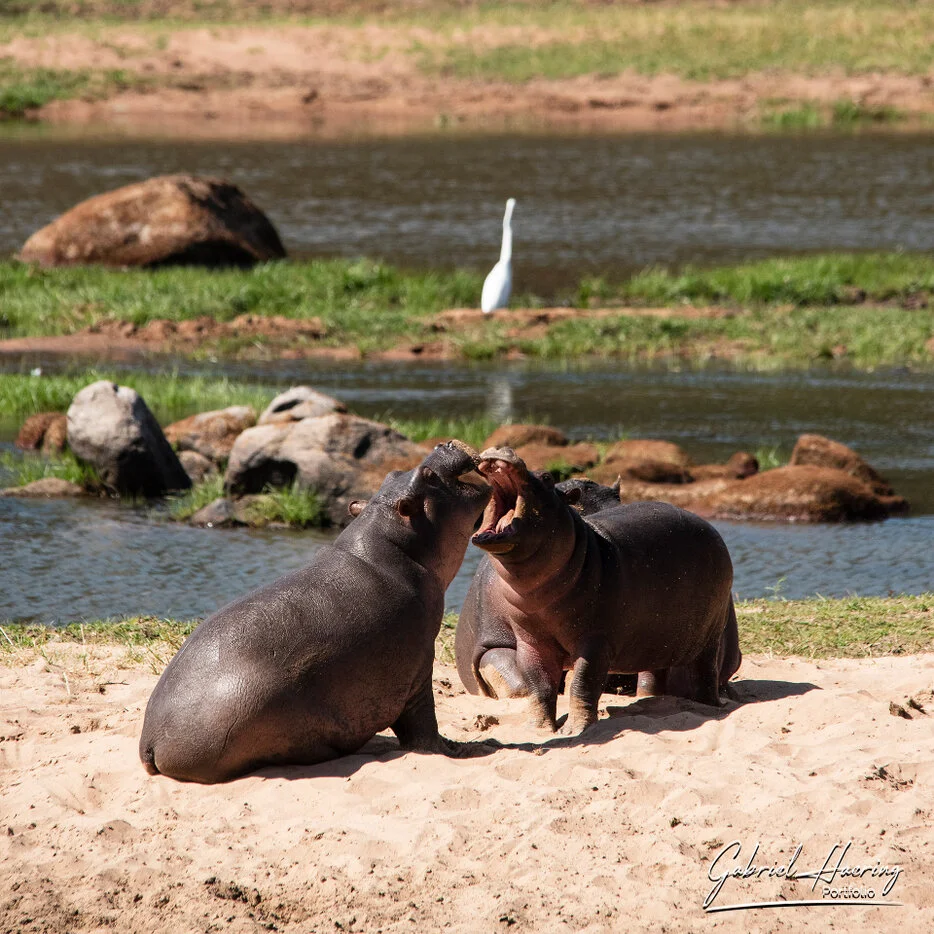 Two hippos interacting beside the river in Ruaha National Park Tanzania