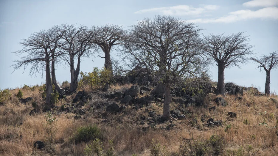 Baobab trees and rocky outcrop in the dry wilderness of Ruaha National Park Tanzania