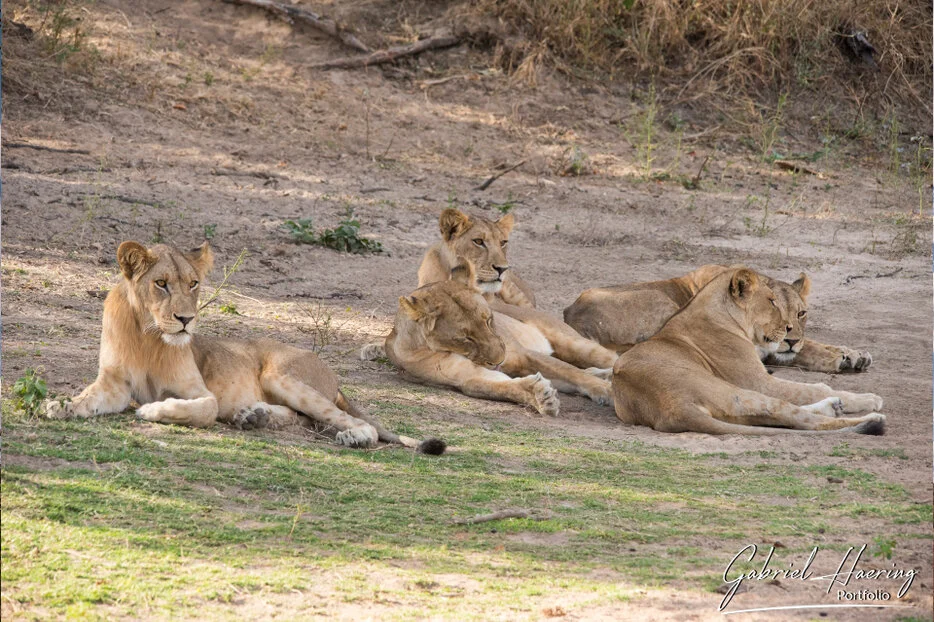 Lion pride resting in a dry riverbed during a photographic safari in Ruaha National Park Tanzania
