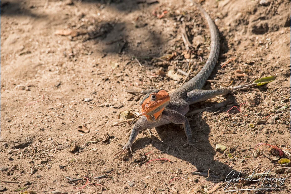 Colorful lizard on dry earth in Ruaha National Park Tanzania