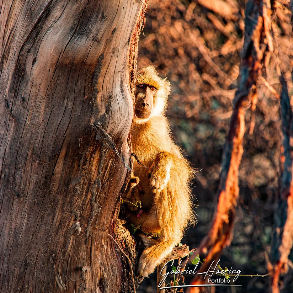 Monkey in the dry woodland habitat of Ruaha National Park Tanzania