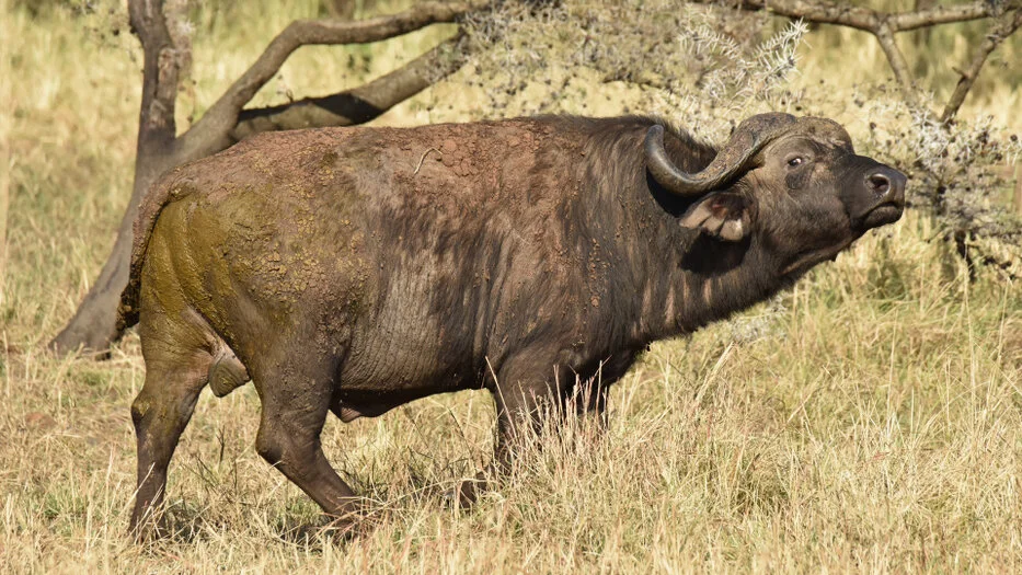 African buffalo standing in dry grass and woodland shade in Serengeti National Park Tanzania