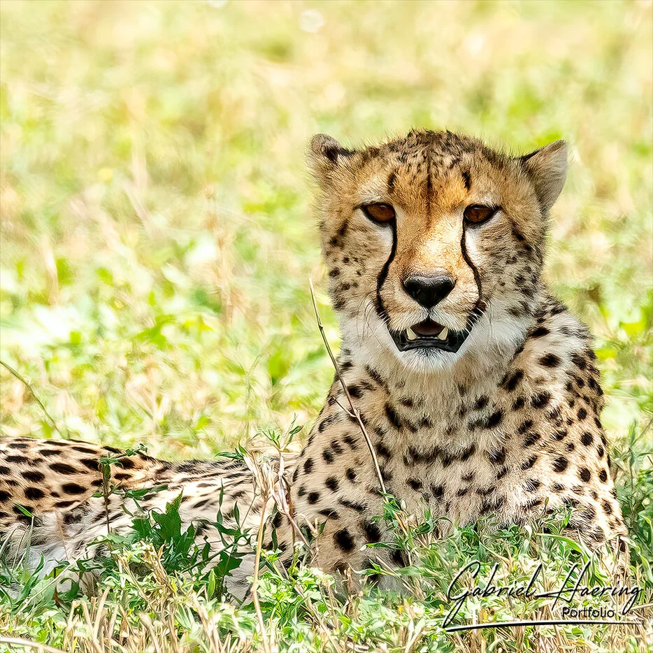 Cheetah portrait lying in soft grass during a photographic safari in Serengeti National Park Tanzania