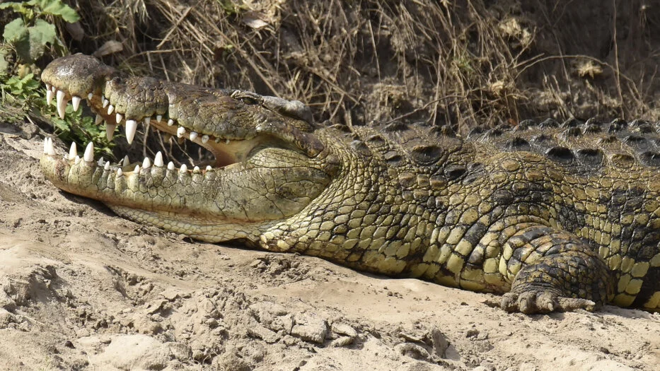 Nile crocodile resting on a sandy riverbank with open jaws in Serengeti National Park Tanzania