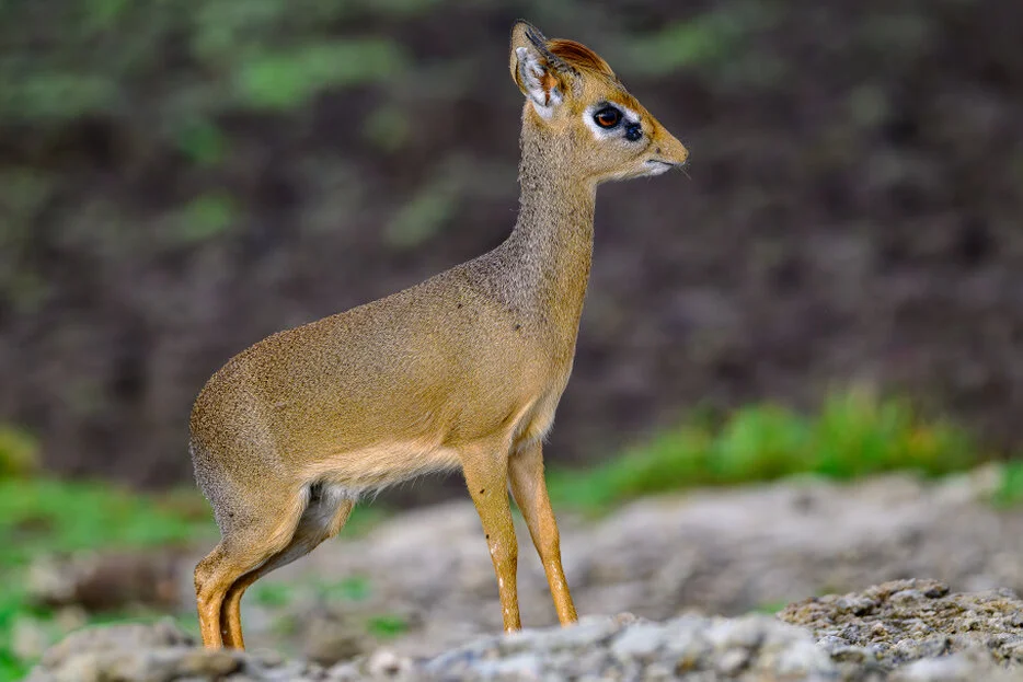 Dik dik observing the surroundings for any danger in Ndutu Tanzania