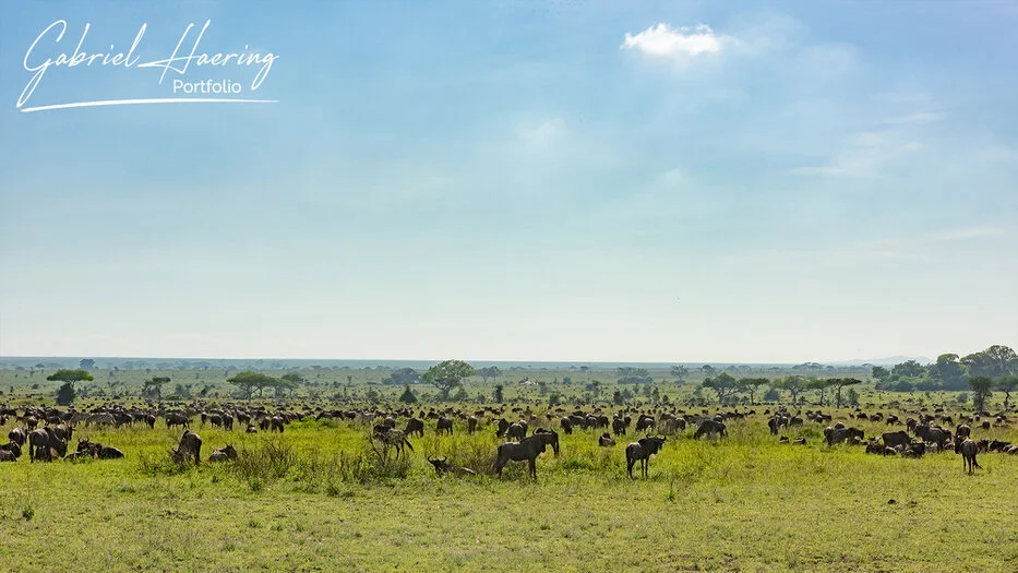 Large wildebeest herds spread across the open Serengeti plains during the Great Migration in Tanzania
