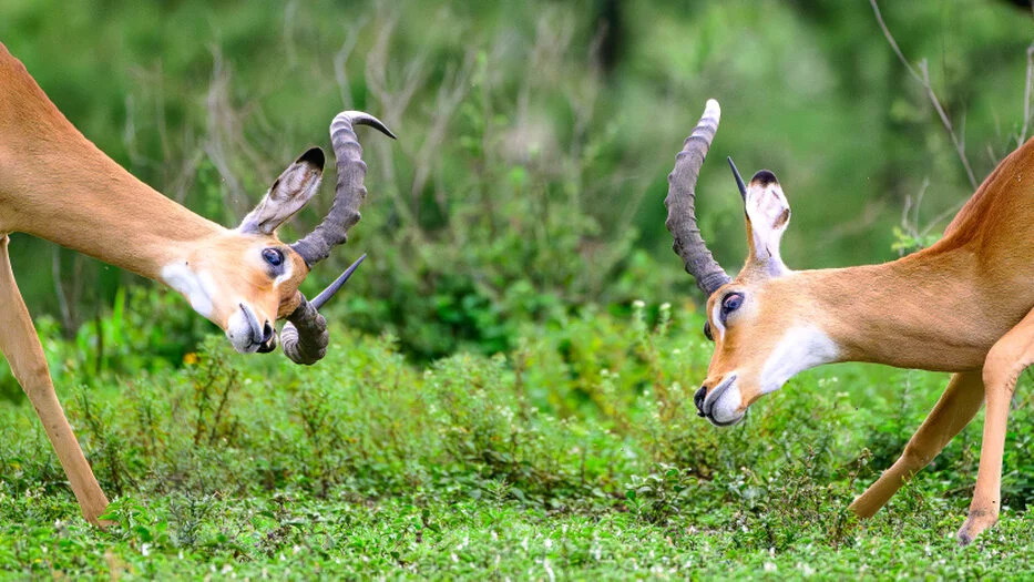 Two male impalas fighting in Ndutu forest