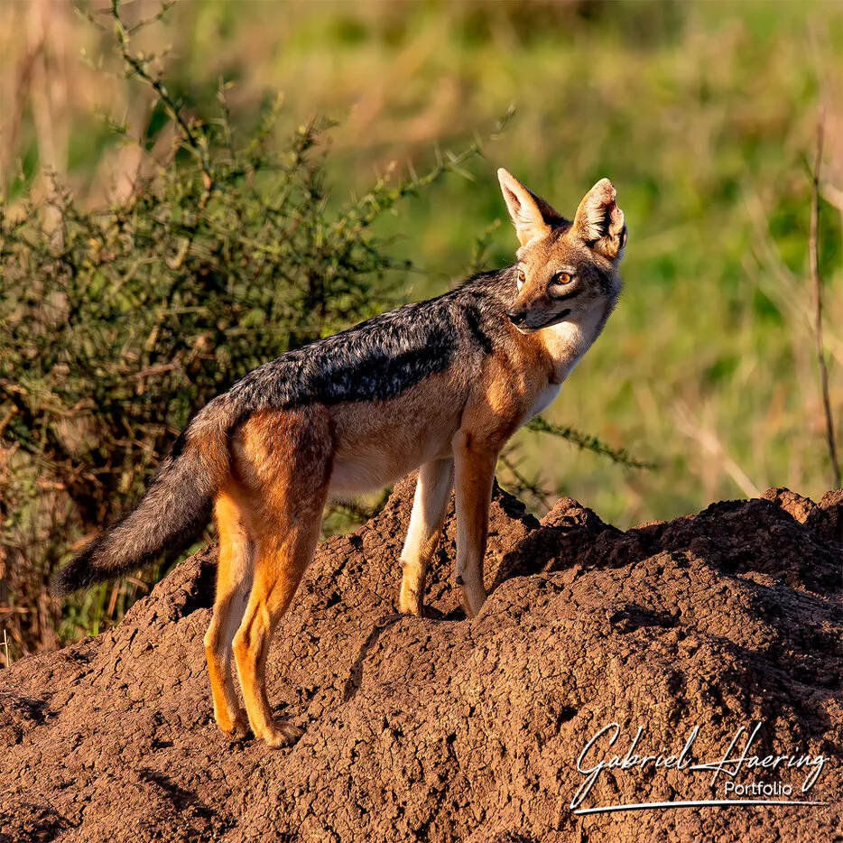 Black-backed jackal standing alert on a termite mound in warm Serengeti light in Tanzania