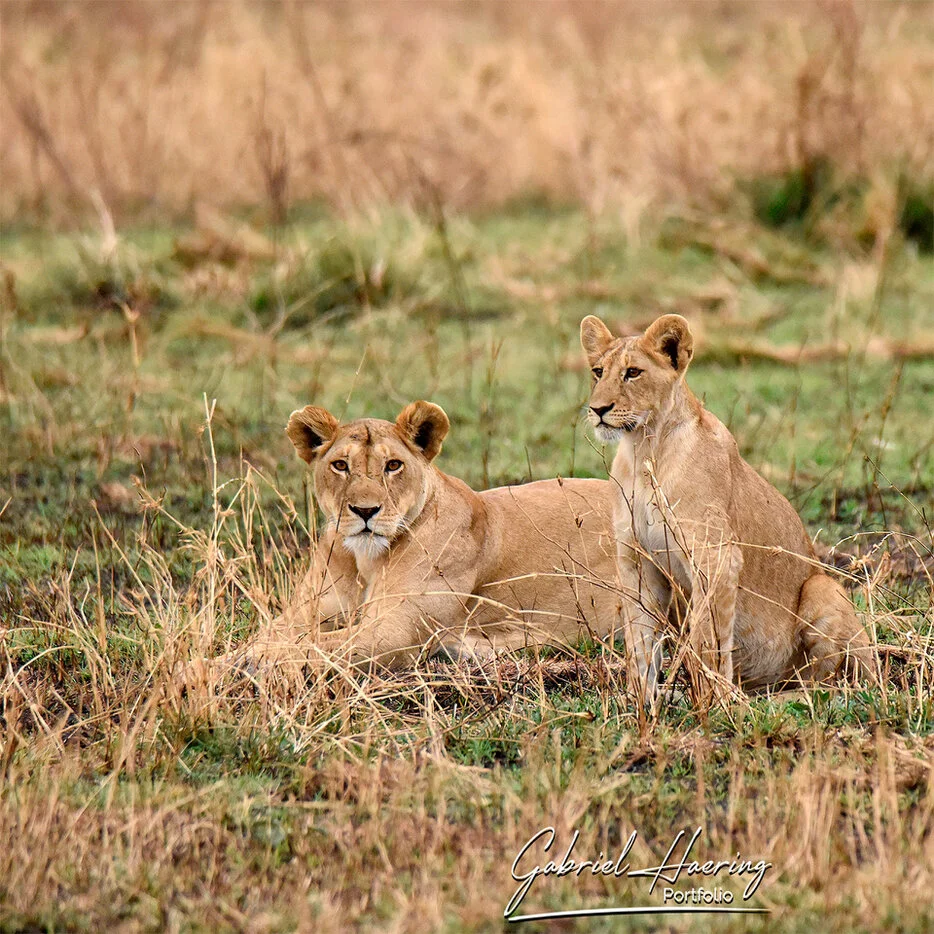 Two young lions resting in grass in Serengeti National Park Tanzania