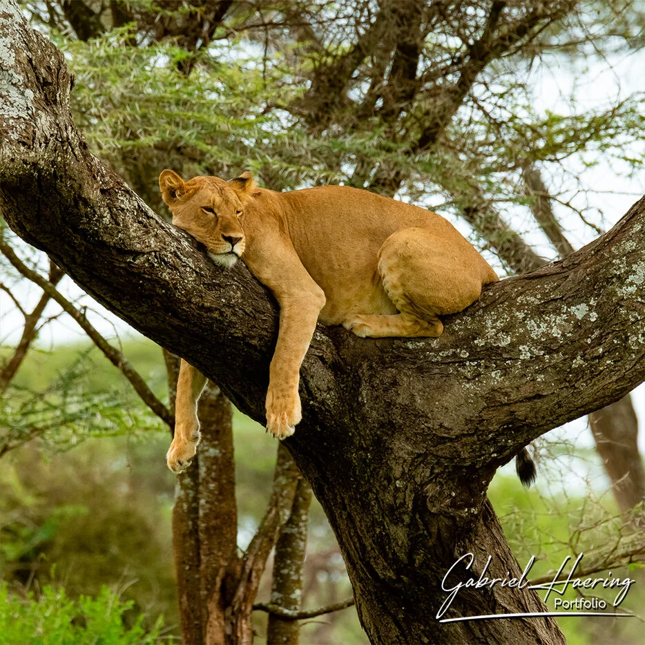 Lioness sleeping on a large tree branch in Serengeti National Park Tanzania