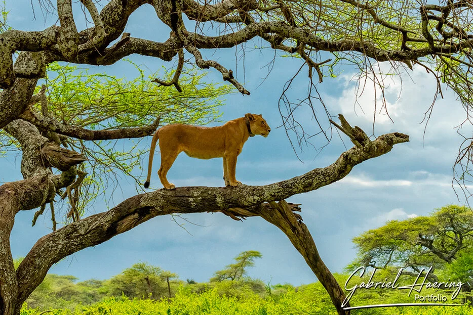 Lioness standing on an acacia branch above green Serengeti woodland in Tanzania