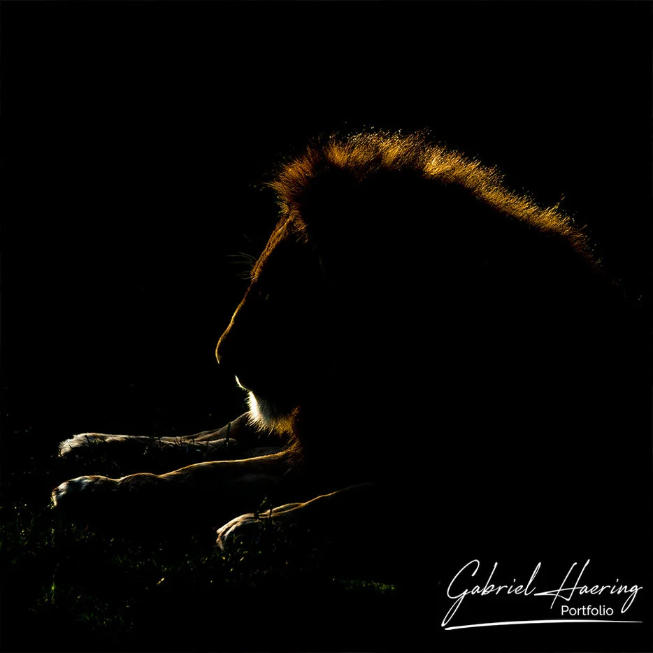 Backlit male lion silhouette with golden rim light in Serengeti National Park Tanzania